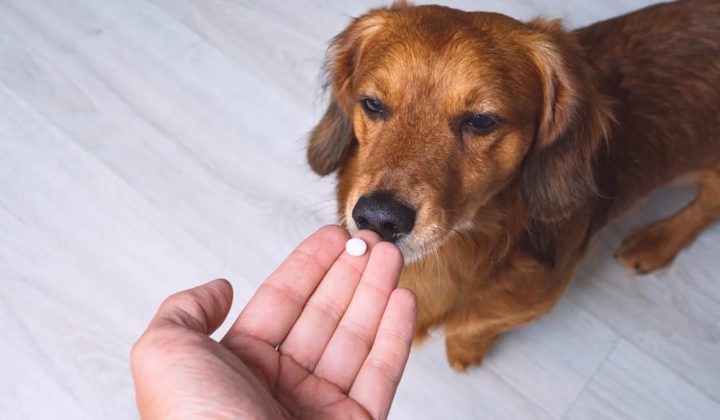 Kæledyr pause trug Novalgin für Hunde: Dosierung, Nebenwirkungen & Anwendung