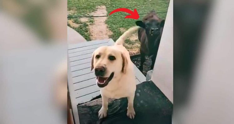 Hund bringt seltsamen Freund mit nach Hause - Frauchens Reaktion ist zum Schieflachen-3
