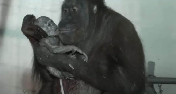 Orang-Utan-Dame wird zum 1. Mal Mutter – ihre Reaktion nach der Geburt berührt Millionen