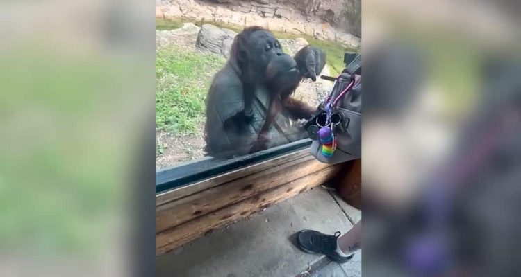 Orang-Utan will Fruchtgummis von Zoobesucher – wie er ihm das erklärt, ist unfassbar menschlich-1