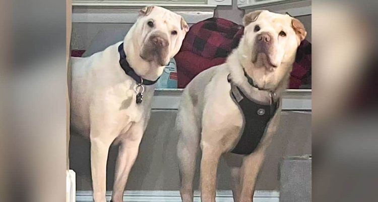 Paar adoptiert Hund, der ihrem Vierbeiner unheimlich ähnlich sieht – Als sie den Grund erfahren…