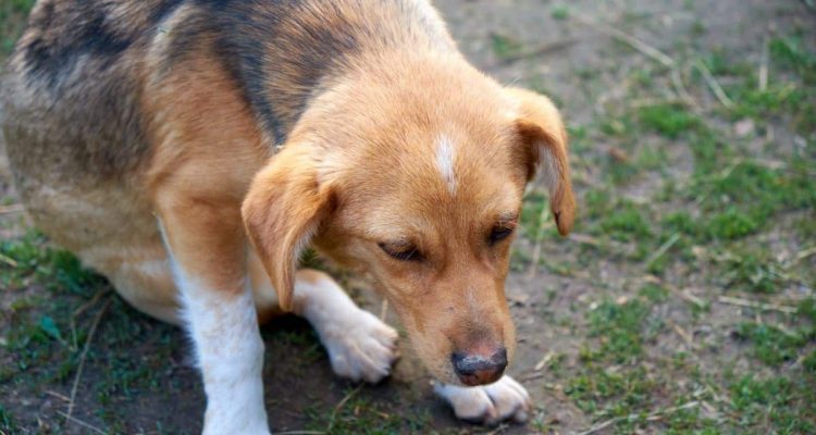 paroxysmale dyskinesie hund