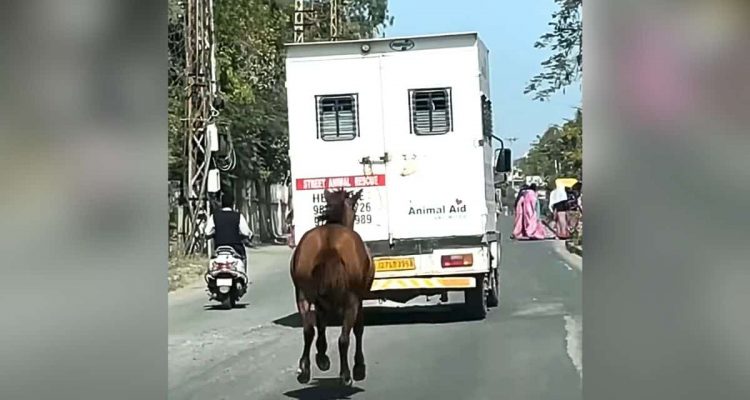 Pferd galoppiert Krankenwagen hinterher – der Grund dafür rührt alle zu Tränen