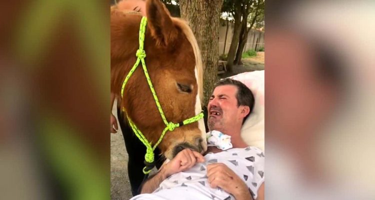Pferd spendet schwer krankem Mann Trost, dieser bricht in Tränen aus – Video geht viral