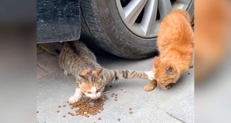 Pfiffige Katze verteidigt Futter  – Wie ihr das gelingt, lässt die Lachtränen rollen