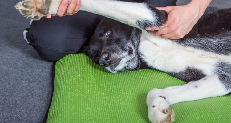 physiotherapie hund kosten