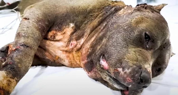 Pitbull aus grausamen Hundekampf Ring befreit – Seine Verwandlung nach Rettung rührt zu Tränen