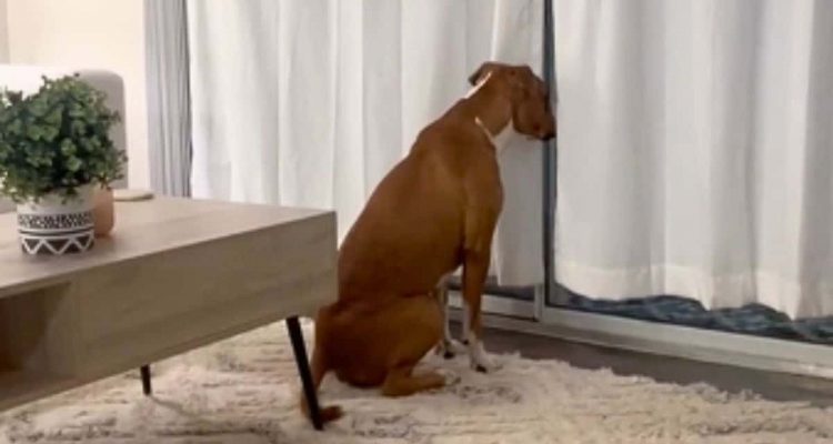 Pitbull sitzt jeden Tag um die gleiche Uhrzeit am Fenster – Der Grund dahinter rührt zu Tränen