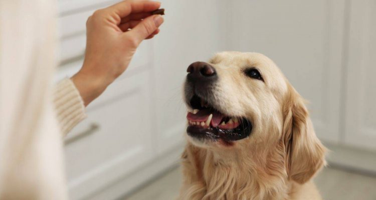 probiotika hund test