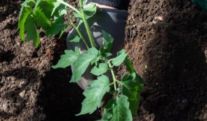 Put These 9 Things In Your Tomato Planting Hole And Get The Juiciest And Largest Tomatoes Ever