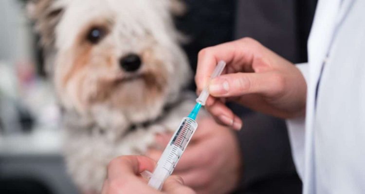 rabisin impfung hund