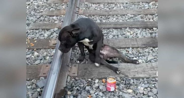 Retter sind entsetzt- Hund mit gebrochenen Beinen wird auf Bahngleisen zum Sterben ausgesetzt