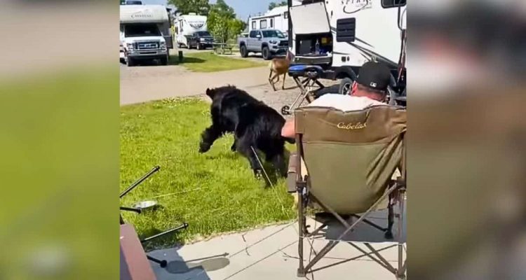 Herrchen bindet Hund an Stuhl und setzt sich- Was nun folgt, ist zum Brüllen komisch