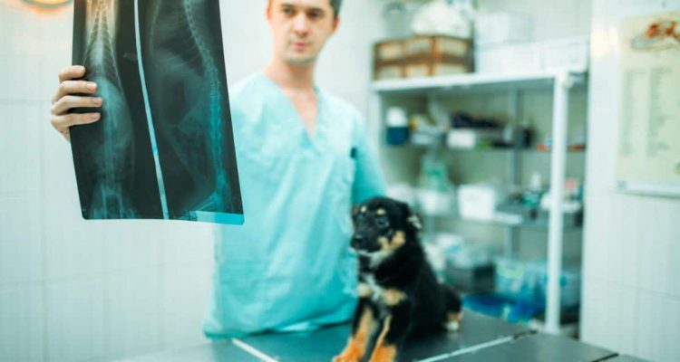 röntgen hund kosten