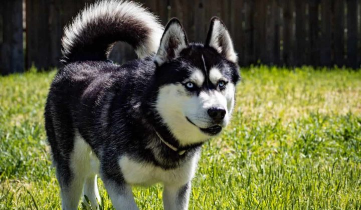 sind huskys listenhunde