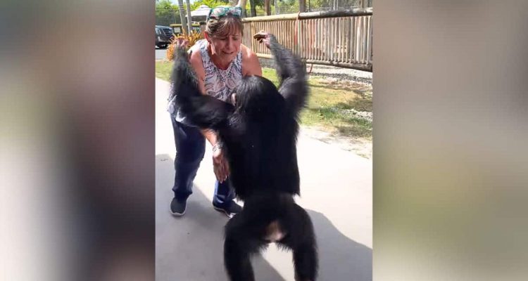 Schimpanse trifft seine Menschen-Eltern nach Jahren wieder- Seine Reaktion ist extrem rührend