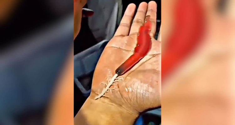 Schockierende Aufnahmen- Seltsamer „Alien-Wurm“ spuckt wurzelartigen Rüssel aus, um Beute zu fangen