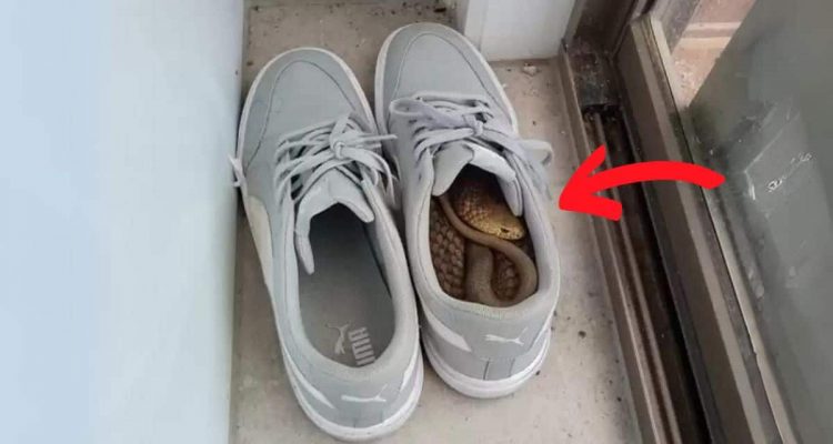 Schockierende Entdeckung- Als ein Mann seine Schuhe anziehen will, stockt ihm der Atem