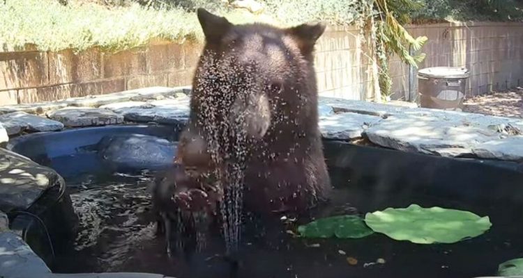 Genervter Bär entdeckt Fontäne in Gartenteich - seine Reaktion sorgt für Lachkrämpfe