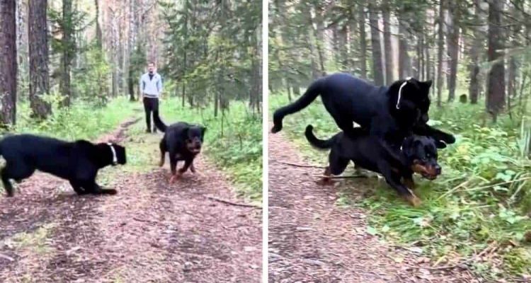 Schwarzer-Panther-greift-Rottweiler-an-–-Die-unerwartete-Wendung-macht-alle-sprachlos