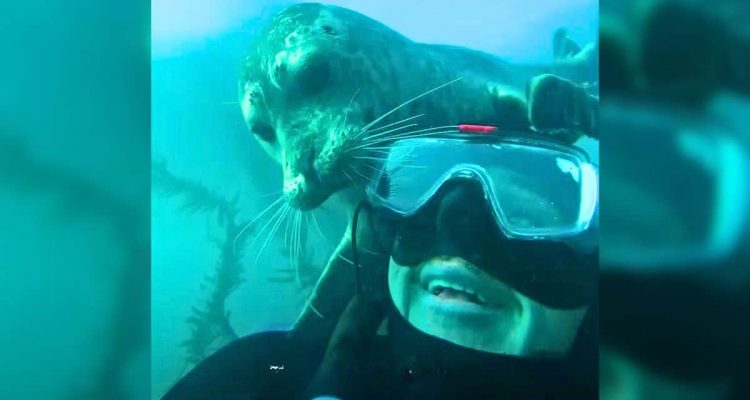 Seehund bringt Taucher unter Wasser zum Lachen- Dieses ungewöhnliche Verhalten steckt dahinter