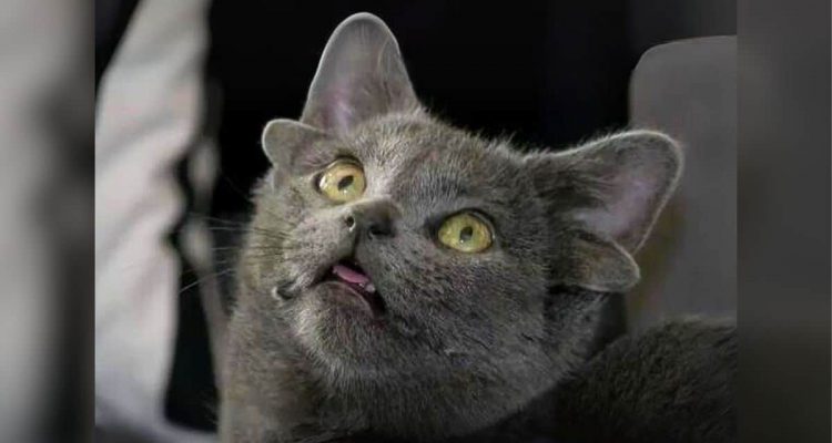 Sensation- Katze wird mit vier Ohren geboren - dieser faszinierende Grund steckt dahinter