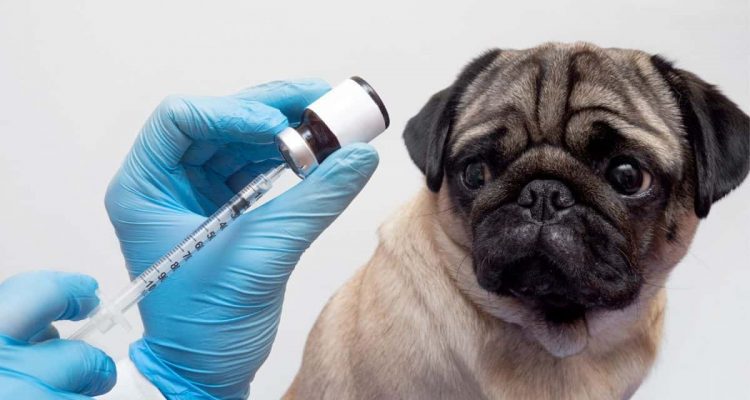 shppi impfung hund