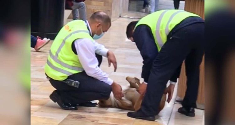 Sicherheitsleute sollen Hund rauswerfen - seine Reaktion ist zum Schlapplachen
