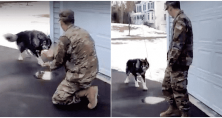 Soldat am Boden zerstört- Hund erkennt ihn nach Monaten Abwesenheit nicht wieder - bis das passiert