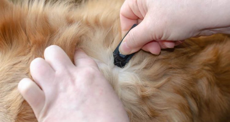 A woman hand applies Dog Flea & Tick Drops to the skin of a cute