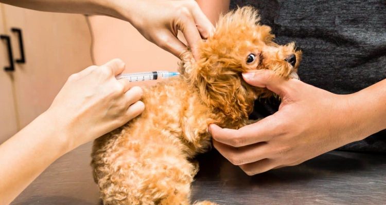 staupe impfung hund