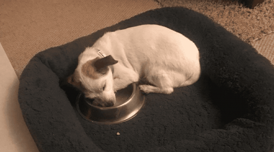 straßenhund neville und seine dankbarkeit über seine ersten eigenen futternapf
