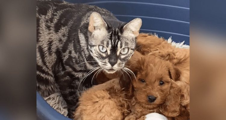 Süßes Video geht viral- Katze verliert ihre Babys – und wird dann Mama von süßen Hundewelpen