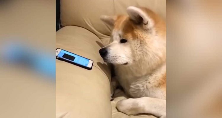 Süßes Video- Wie dieser Hund auf Stimme der Schwester am Telefon reagiert, ist einfach herzerwärmend