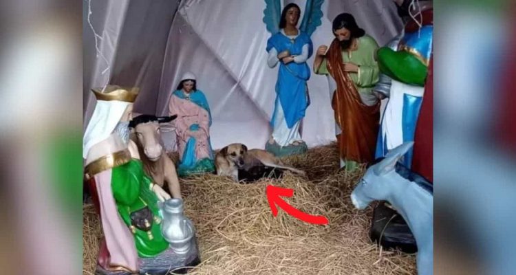 Süßes Weihnachtswunder- Hund wird in Krippe entdeckt – doch dann folgt eine weitere Überraschung