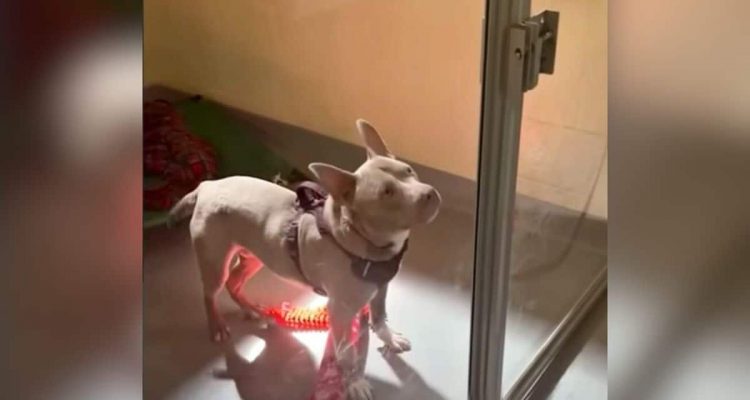 Tauber Hund wird im Tierheim von allen ignoriert – bis diese Frau in sein Leben tritt…