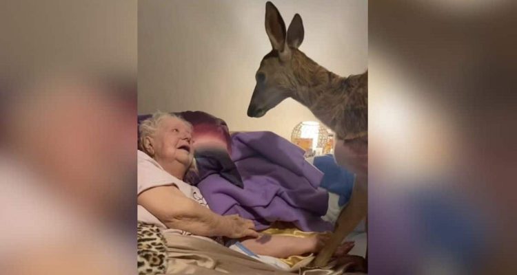 Sterbende Frau bekommt Besuch von einem Reh im Hospiz – Sie war lebenslang Fan von „Bambi“
