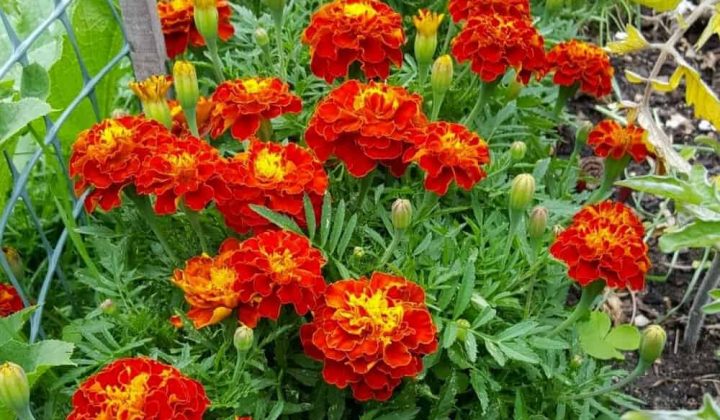 a-common-mistake-in-marigold-care