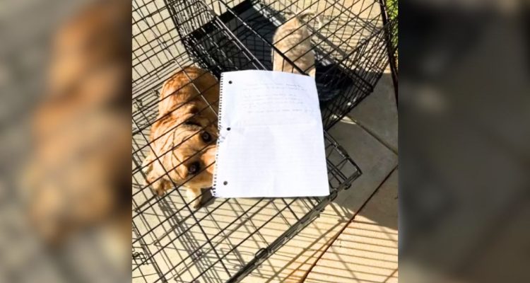 Tierheim findet zwei Hunde mit einer Notiz- Als sie den Zettel lesen, sind sie unfassbar traurig