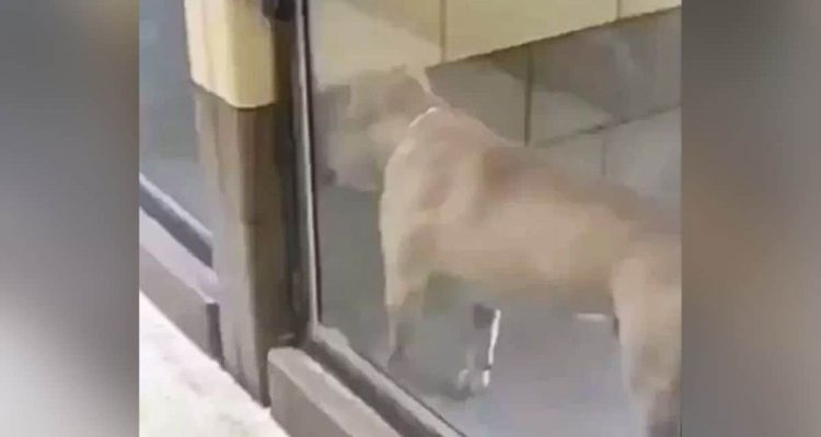 Tierheim-Hund geht viral, weil er weinend in der Ecke steht – Video lässt Herzen schmelzen