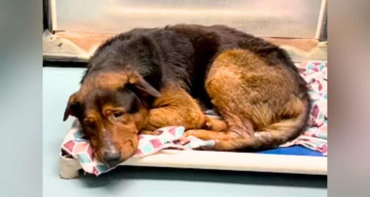 Tierheim-Hund wird 1 Stunde vor dem Einschläfern adoptiert – seine Verwandlung ist herzerwärmend