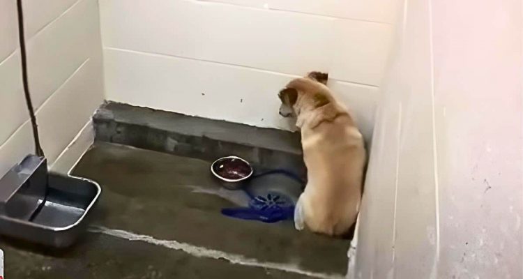 Tierheim verzweifelt- Hund verweigert Essen und starrt wochenlang die Wand an, bis das passiert