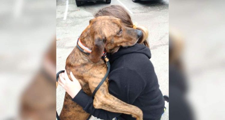 Tierheimhund sieht Mädchen mit Panikattacke - seine Reaktion berührt Millionen Herzen