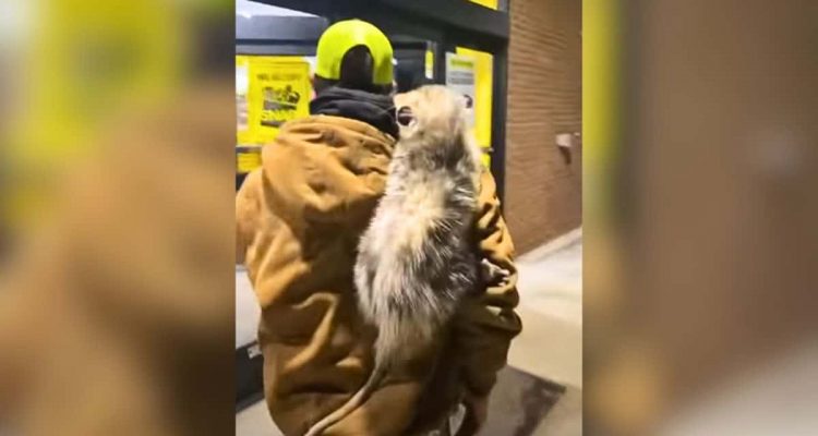 Tierischer Begleiter beim Einkaufen- Kaum zu glauben, wer mit diesem Mann in den Supermarkt kommt