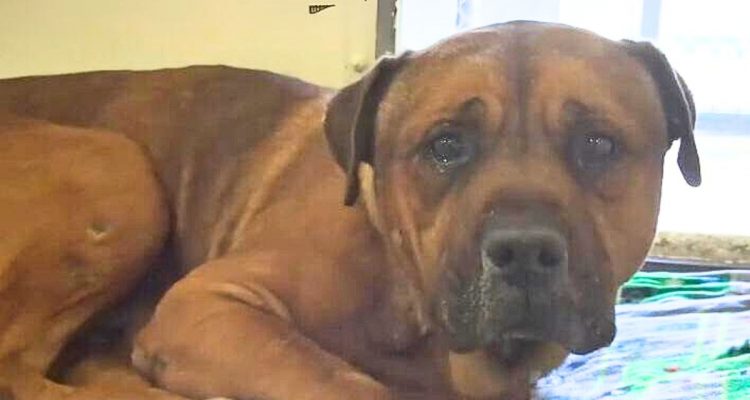 Tierpfleger in Sorge- Hund kann nicht aufhören zu weinen - der Grund dafür ist herzzerreißend