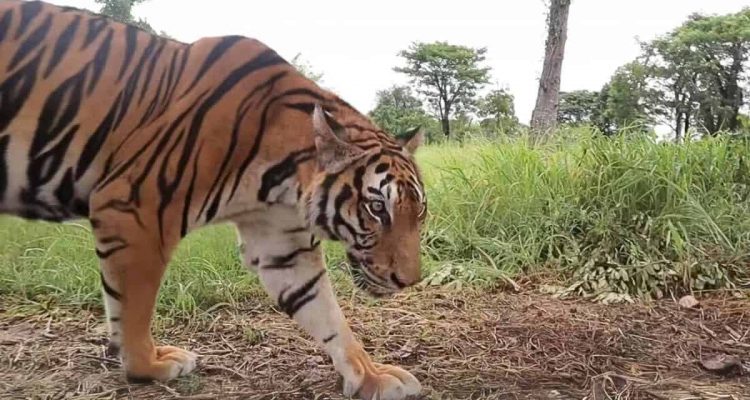Tiger aus Betonhölle und Ketten befreit – So überwältigend sind seine ersten Schritte in Freiheit