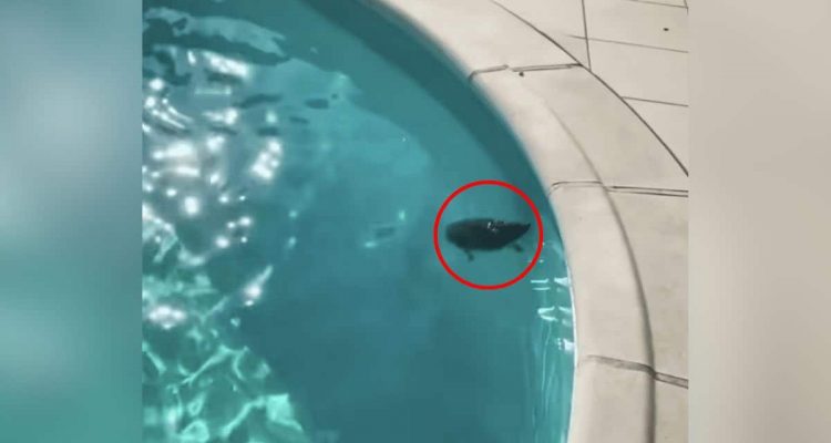 Todeskampf im Pool- Für dieses Tier gibt es keine Rettung, dann geschieht das Unfassbare
