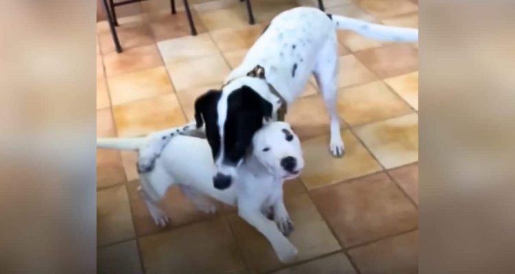 Trauernder Hund bekommt einen neuen Freund – Seine Reaktion rührt alle Zuschauer zu Tränen rühren