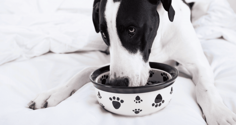 trockenfutter für hunde mit gelenkproblemen