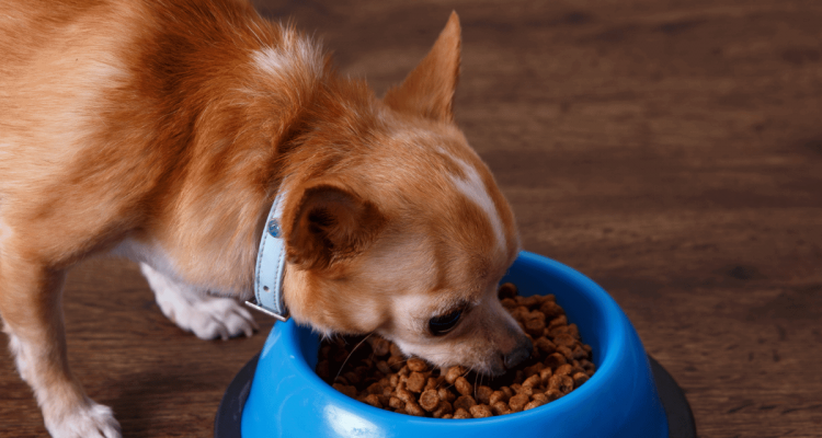 trockenfutter für kleine hunde mit hohem fleischanteil